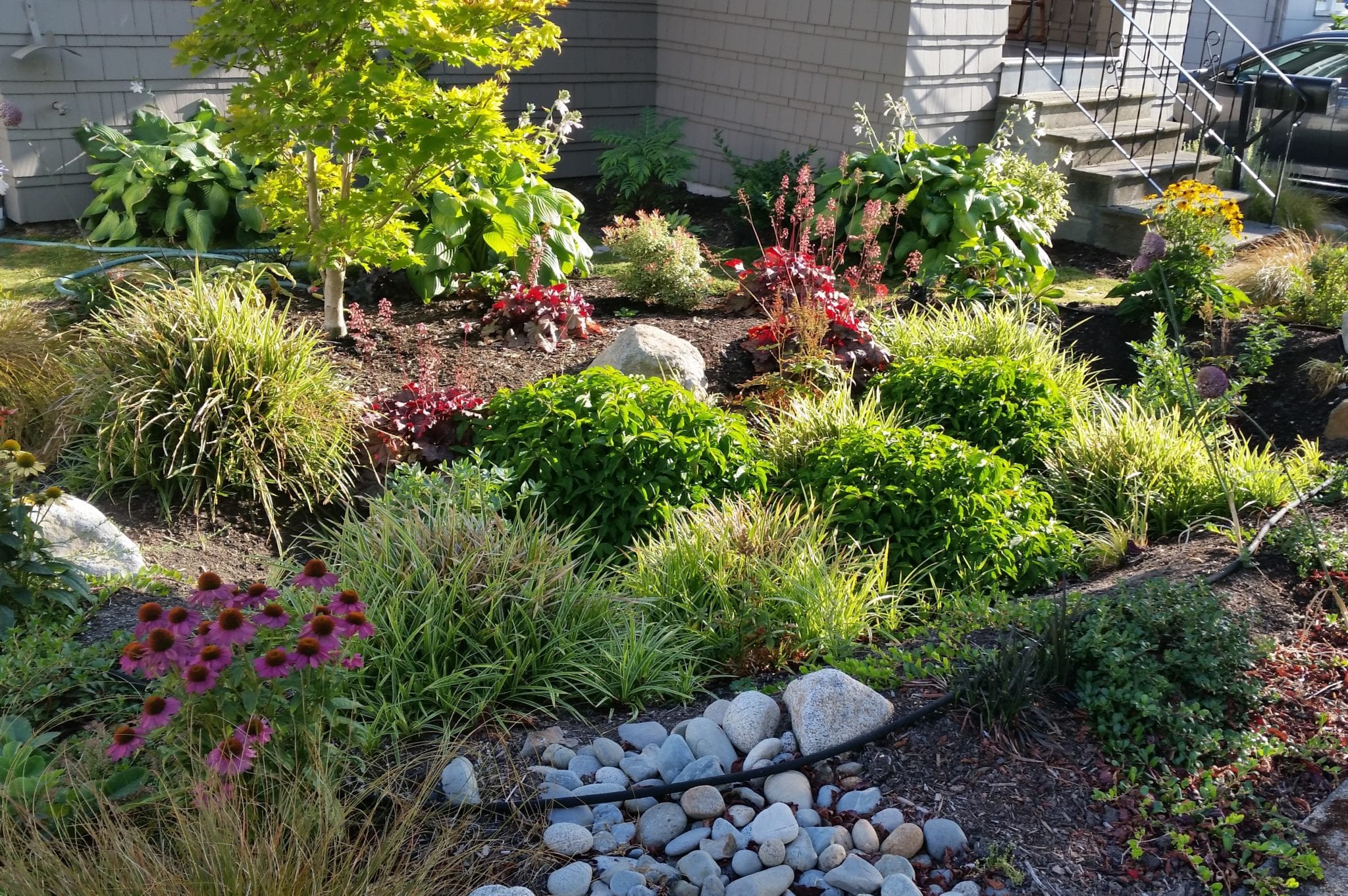 Get Ready for 'Damp Season' with a Rain Garden - SDOT Blog