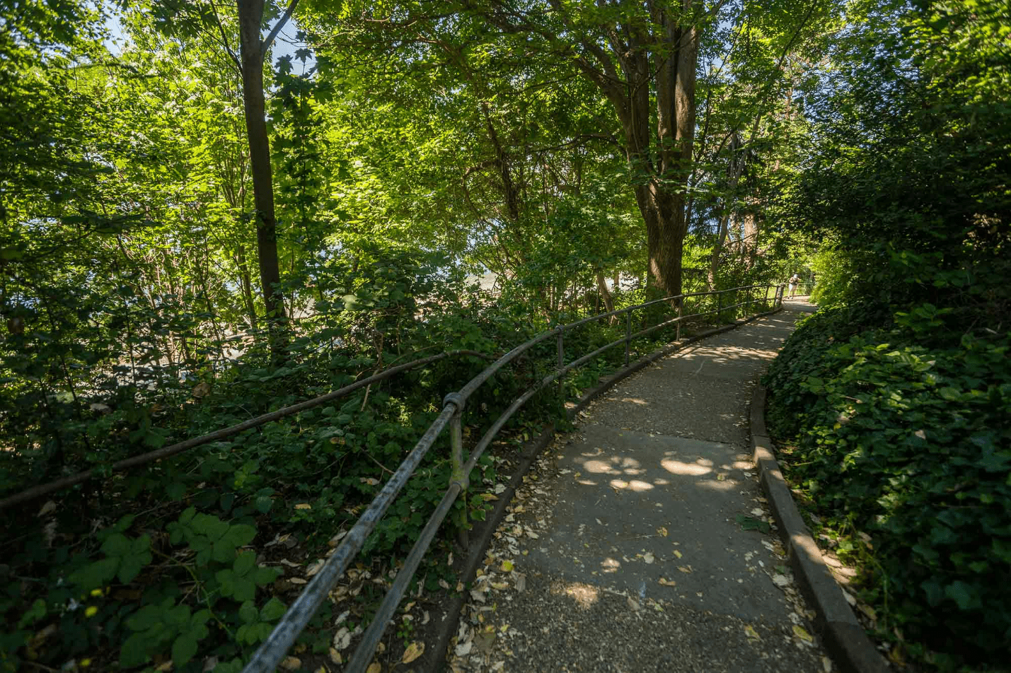 A tree-lined path in Lincoln Park