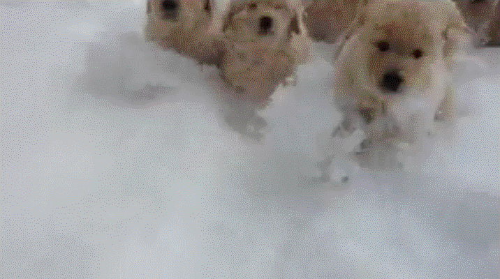 Puppies running in snow via GIPHY