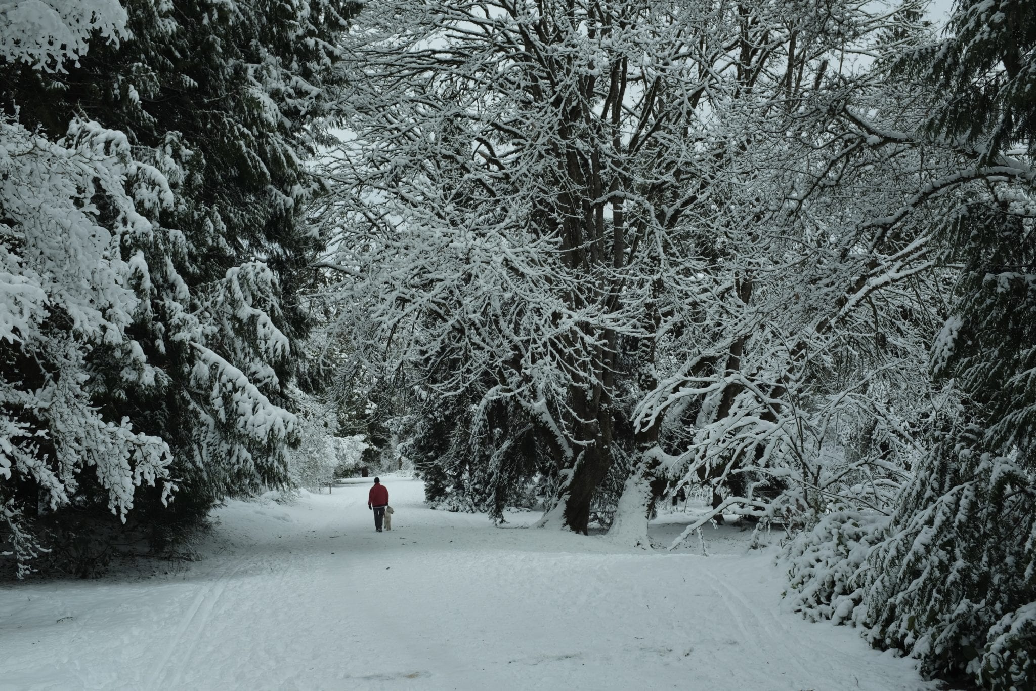 Washington Arboretum after past snowfall. Photo by Girma Nigusse on Unsplash