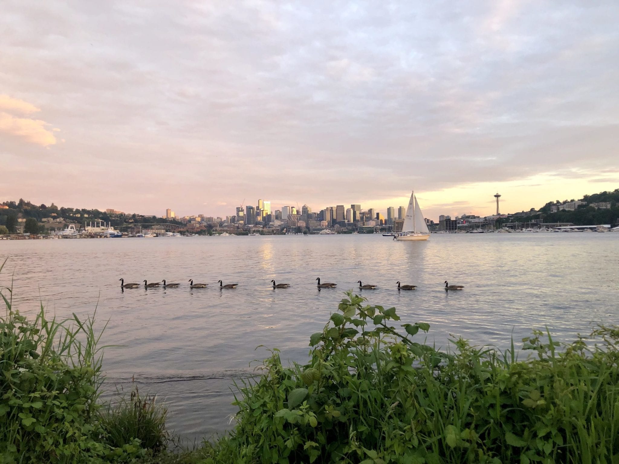 water with a row of geese and sailboat and downtown buildings on the horizon