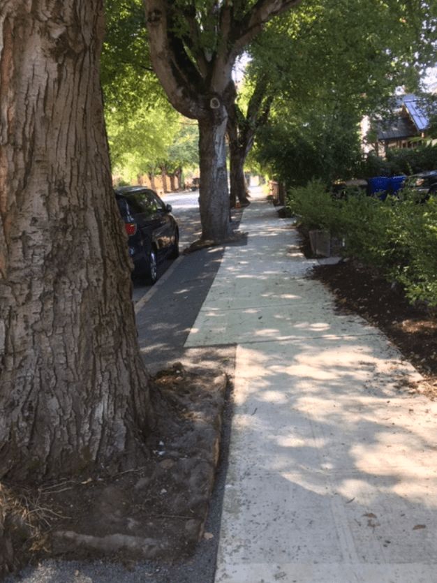Newly paved sidewalk with large trees on the parking strip side. Tree roots accommodated in sidewalk design. 