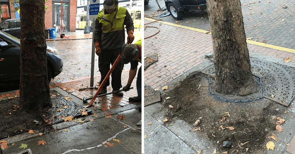 Two images. The left image is crews removing tree grates. The right image is the tree stump with half the grate removed.