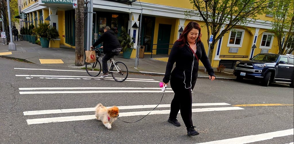 Person walking their small dog across a crosswalk