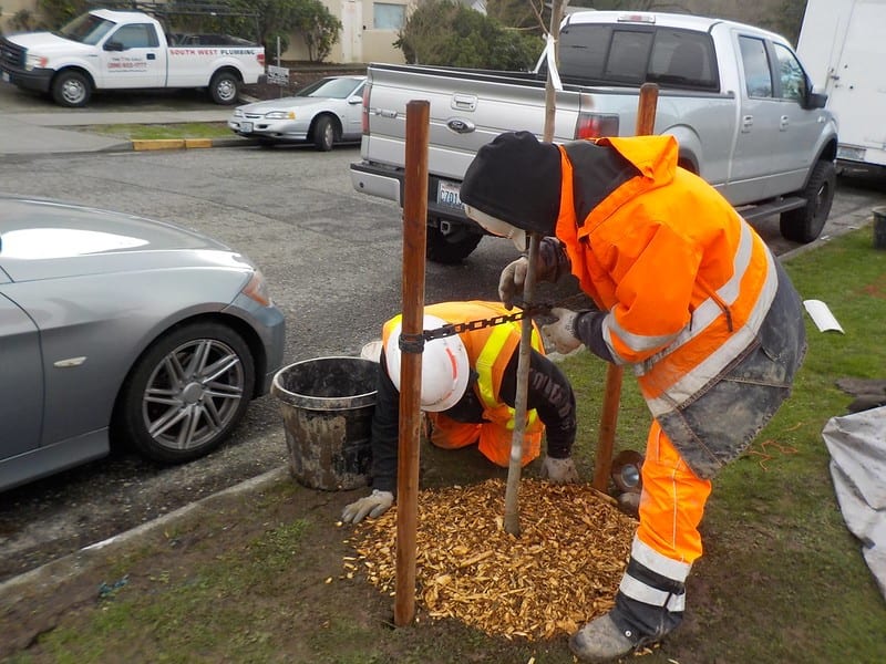 SDOT planting trees in West Seattle.