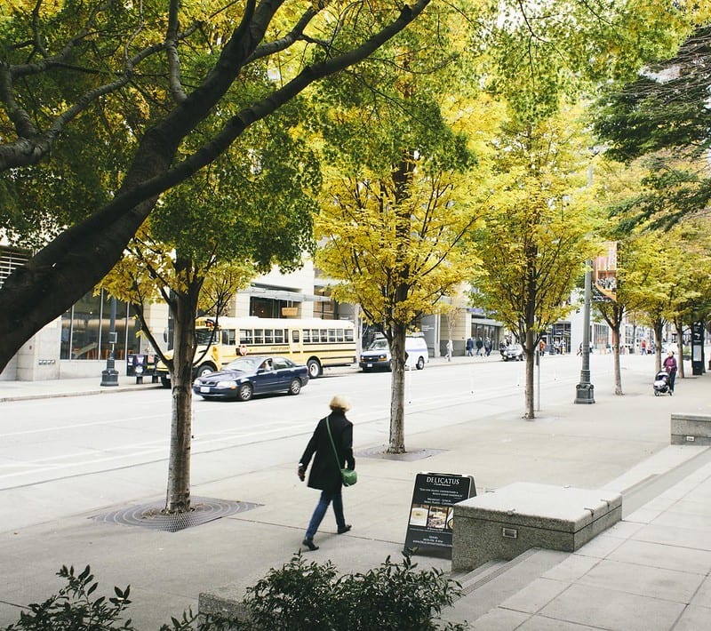Street trees in Seattle. Photo Credit: SDOT Flickr.