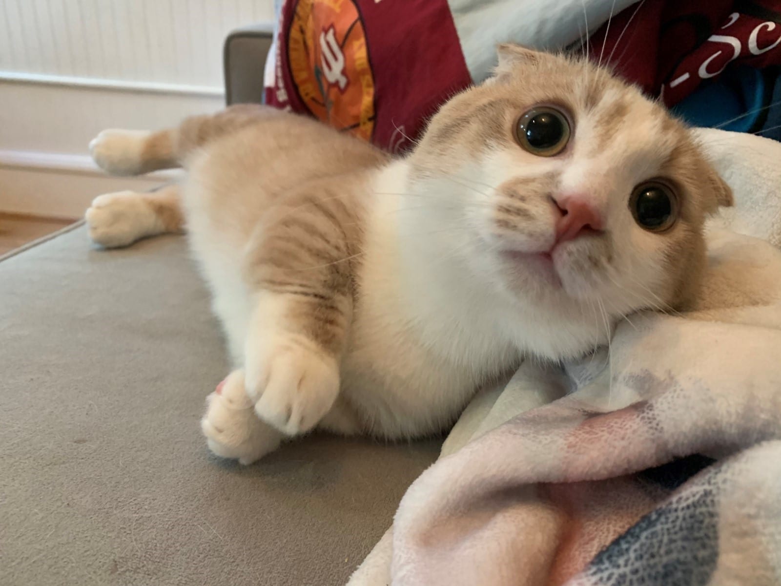 Adorable kitten looking into camera with big eyes