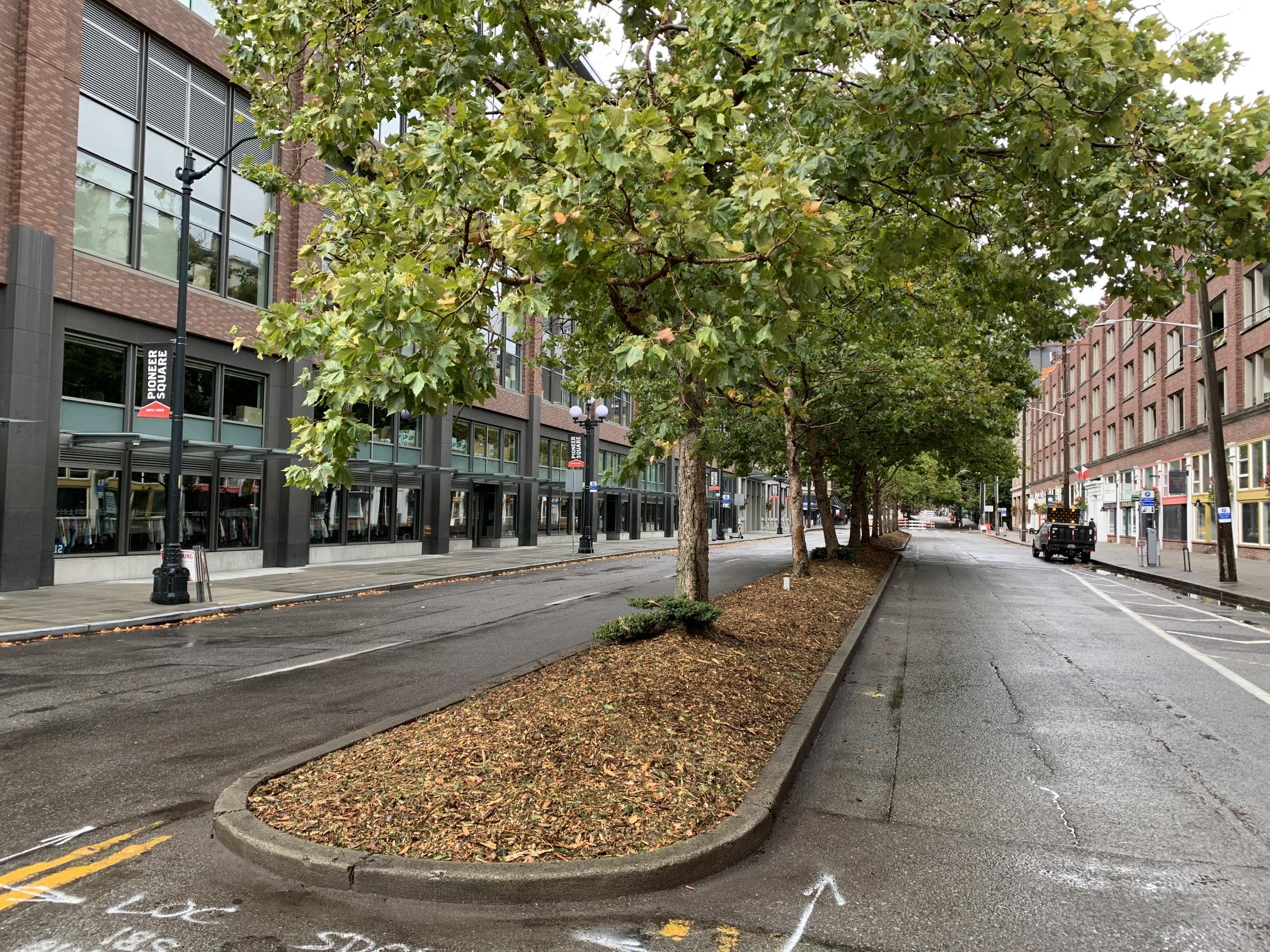 A roadway median with mulch woodchips and several trees sits at the center of 1st Ave S in Seattle's Pioneer Square neighborhood. Roadway, sidewalks, and large buildings are visible on both sides of the median.