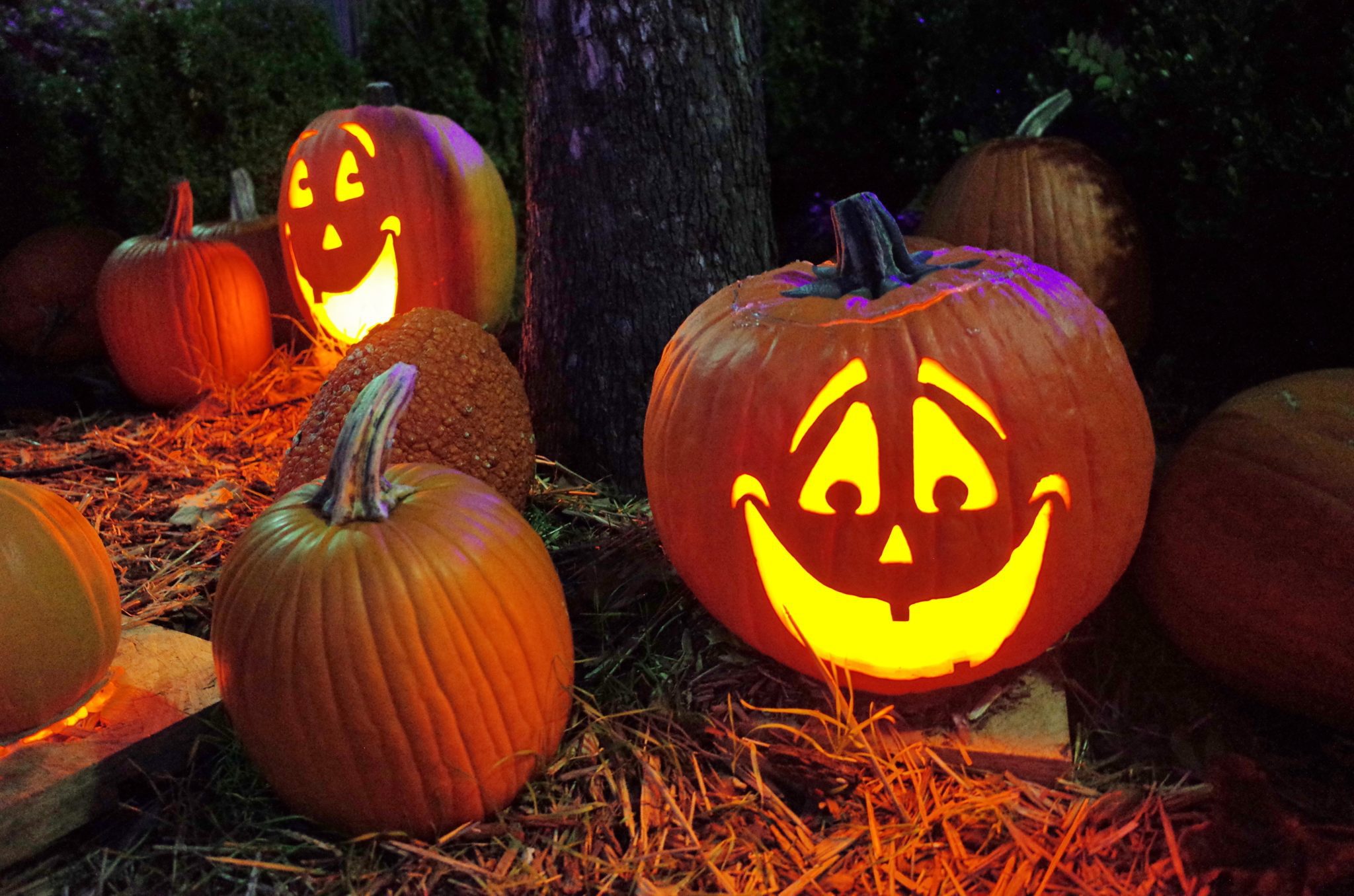 Several pumpkins and carved jack-o-lanterns sit on the ground outdoors. Two of the jack-o-lanterns are lit up by candle light, and are smiling toward the camera.