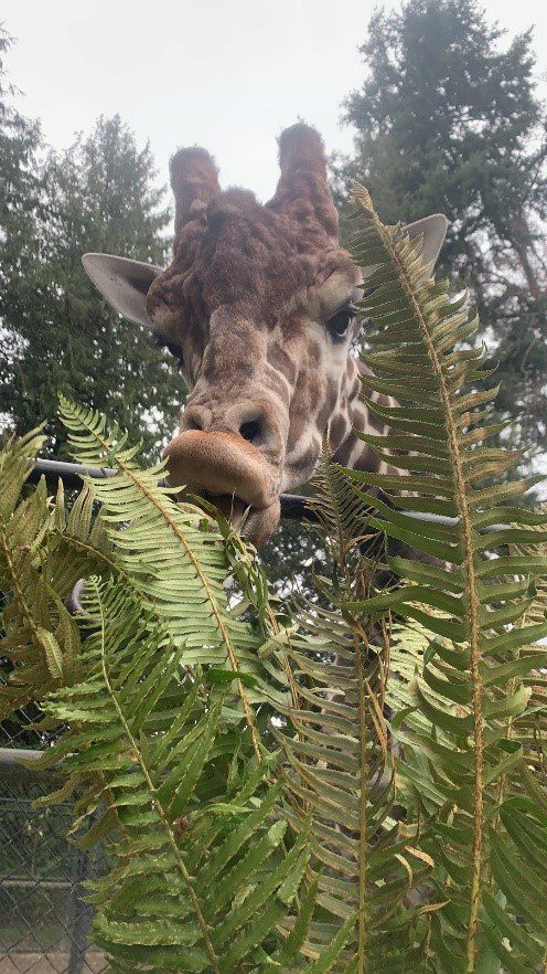 A giraffe munches on a fern