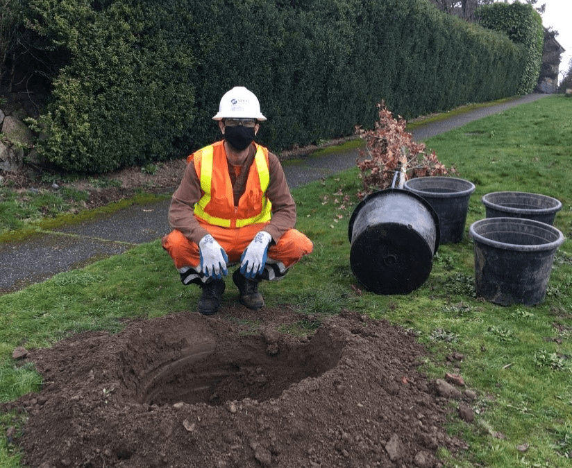 A member of the SDOT urban forestry team gets ready to plant a tree.