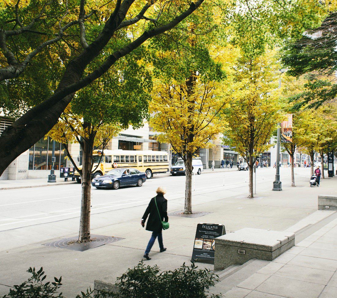 A person walking beneath trees along the sidewalk in downtown Seattle. A school bus and car are visible in the backgrouind.