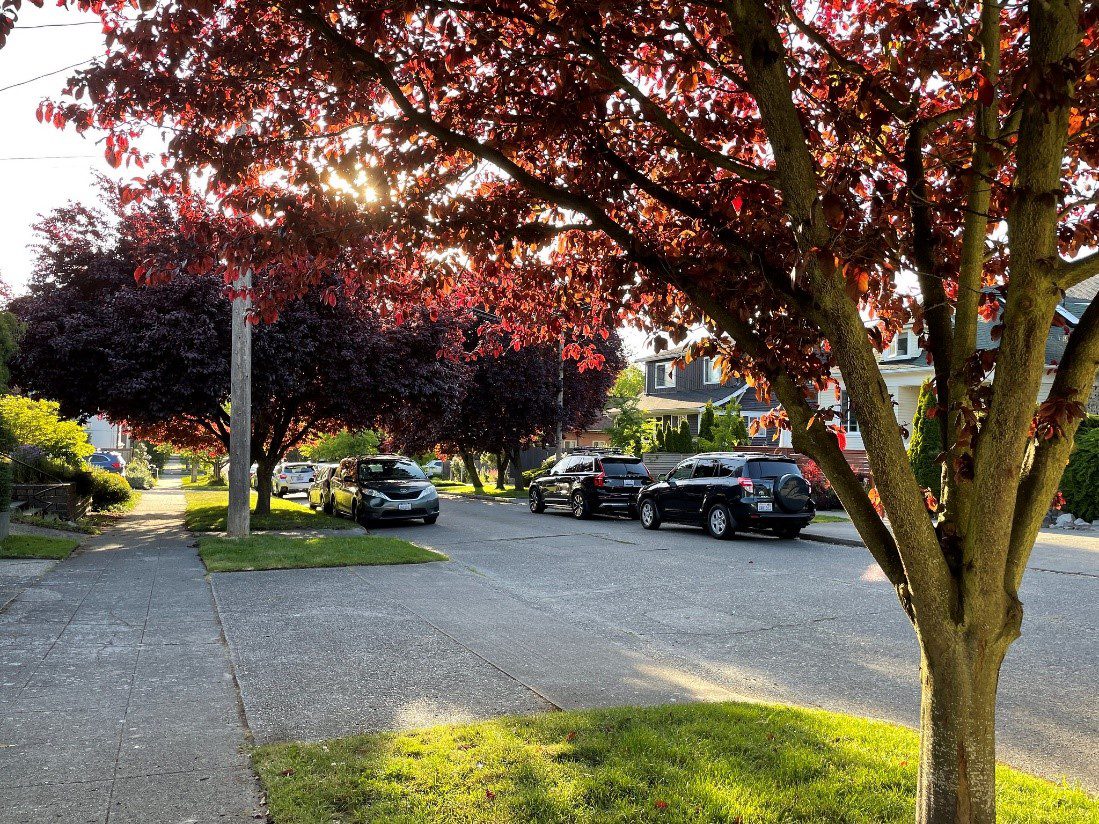 Street trees in Seattle’s Ballard neighborhood. 