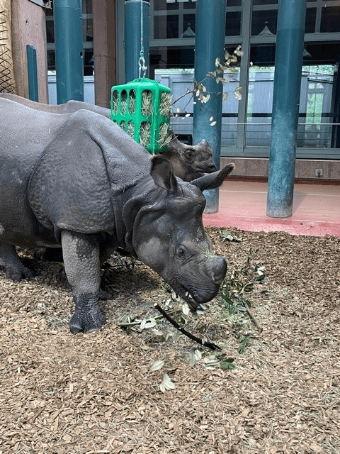 A rhino at the Woodland Park Zoo munches on some silverberry in November. 