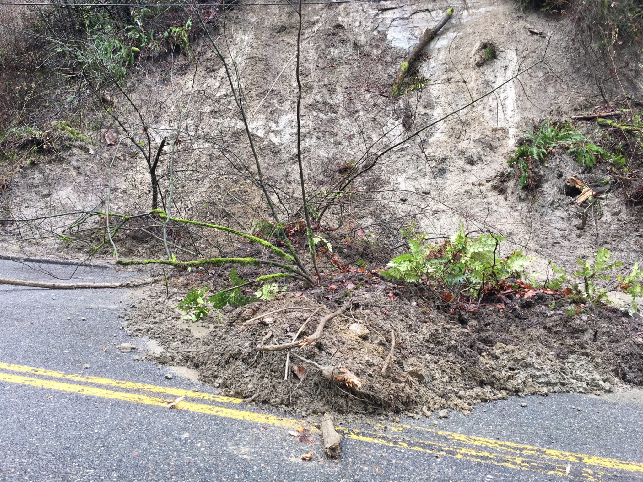 Photo of significant mud, plants, and other debris that fell onto the street on Tuesday, January 11. The street is visible in the foreground, with the mud and debris visible in the middle and background of the photo.