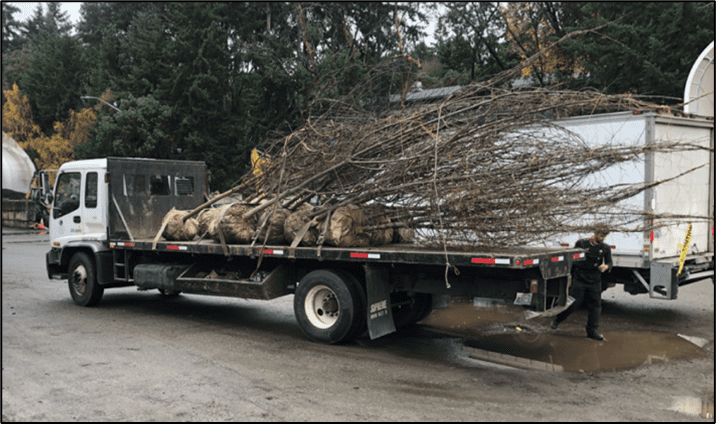 Photo of a flatbed truck carrying trees to be planted in the Reconnect Home Zone neighborhoods of Highland Park, Georgetown, and South Park. A person can be seen on the right-hand side of the photo, with the large trees sitting flag on the truck in the middle.