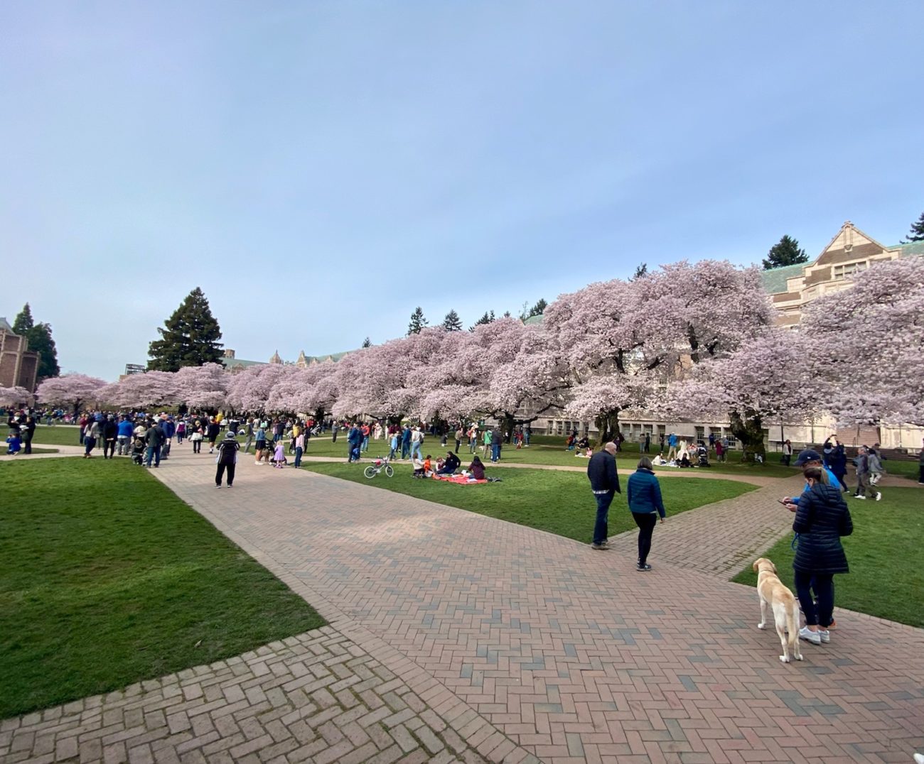 Visiting the UW Cherry Blossom festival? Take transit, bike, walk, or