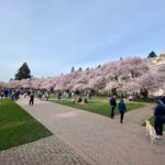 Photo the cherry blossom trees in full bloom at the University of Washington on a recent sunny day. Several trees are visible in the middle of the photo, with people walking through the quad on brick walking pathways and green grass, with blue skies above.