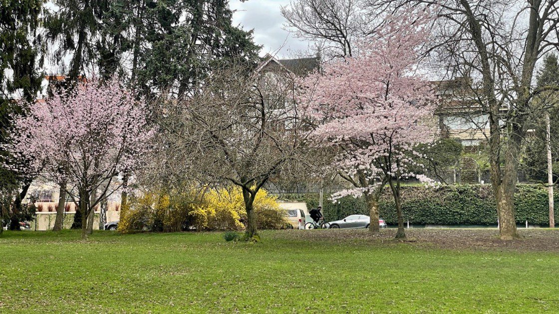 A bicyclist travels around the outside of Green Lake Park on a cloudy day. Large trees and cherry blossoms are in the center of the photo, with a green grassy field in the foreground.