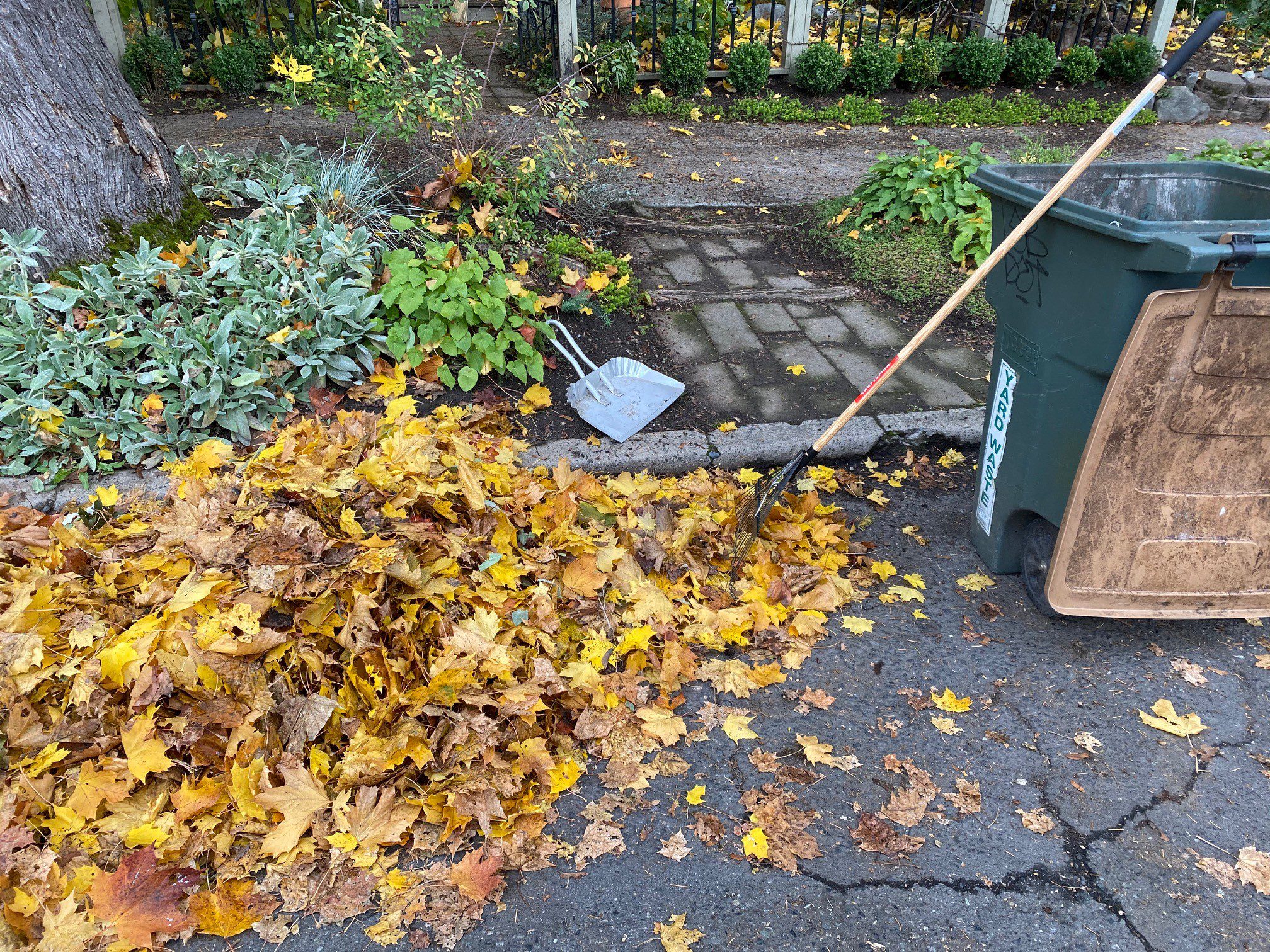 A large pile of leaves next to the curb and sidewalk. A rake and green yard waste bin are on the right side of the photo.