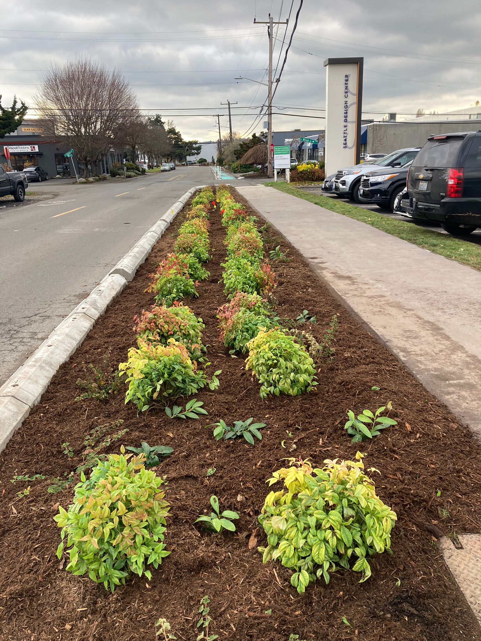 Natural drainage with native plants installed in a neighborhood. The street, sidewalk, parked cars, and a tree are in the background, on a cloudy day.
