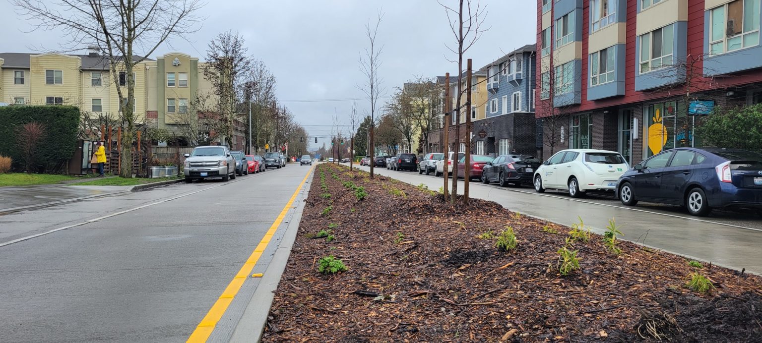 Photo of Delridge Way SW, including parked cars, a planted center median strip with new trees, large buildings, and gray skies.