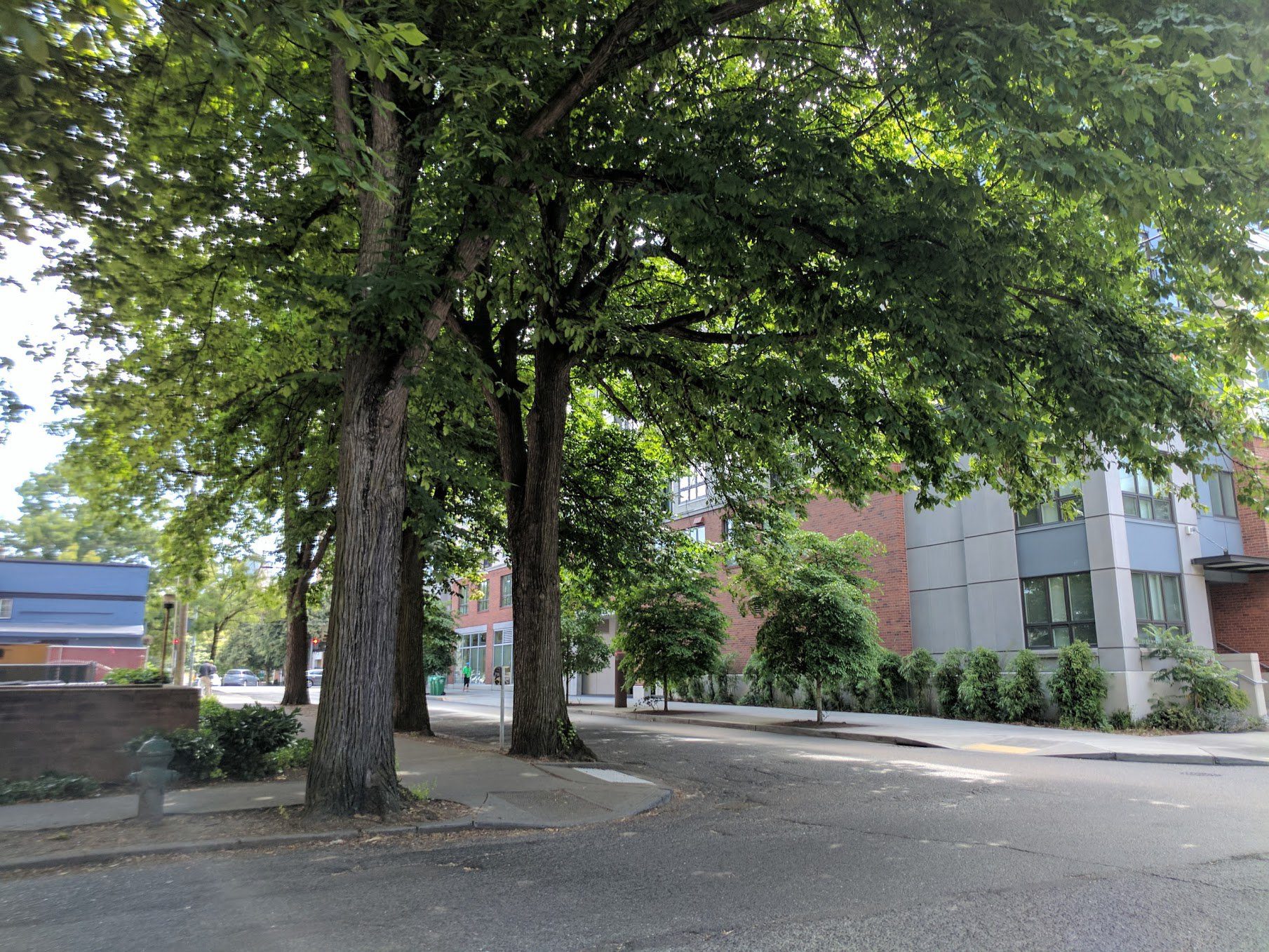 Large, mature trees stand tall near a street in the city. Green leaves cover most of the image, with large buildings in the background.