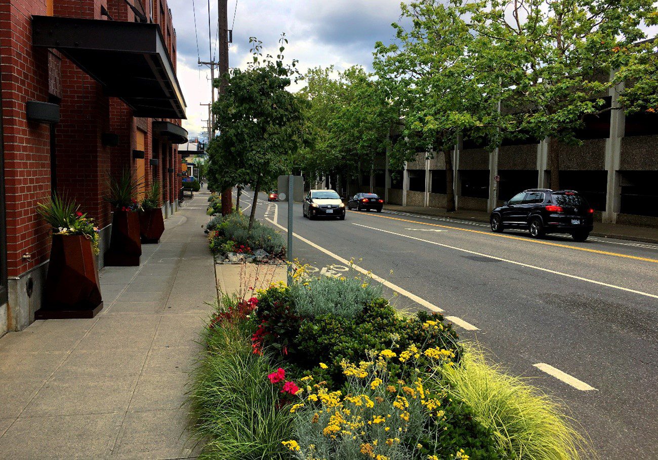 Image of street trees and other vegetation along the curb in the city. Several cars and large buildings are also in the photo.