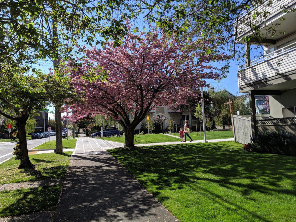 A large cherry blossom tree and several other trees near the street and sidewalk in the city. Green grass and large buildings are also in the photo, as well as a person and a kid walking on a walkway.