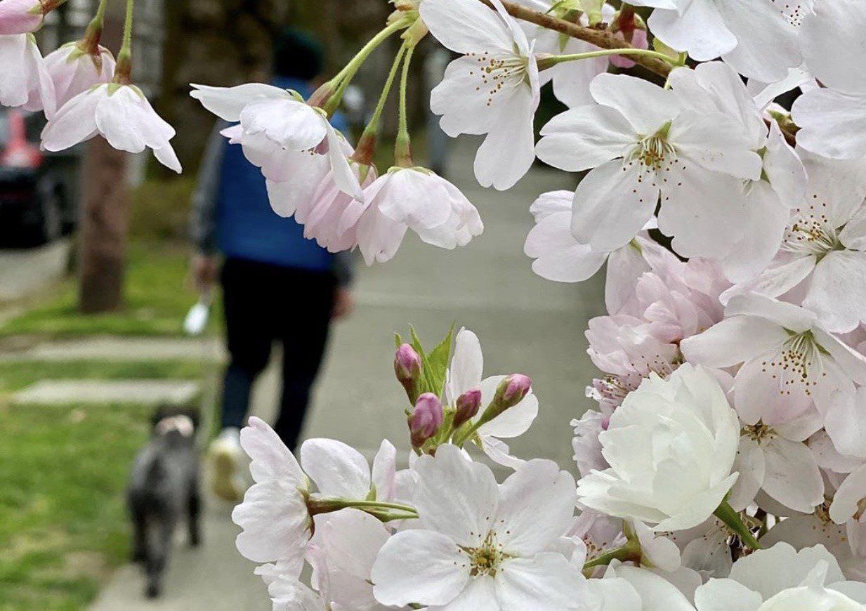 A close up shot of cherry blossoms with a person walking their dog down a sidewalk visible in the background