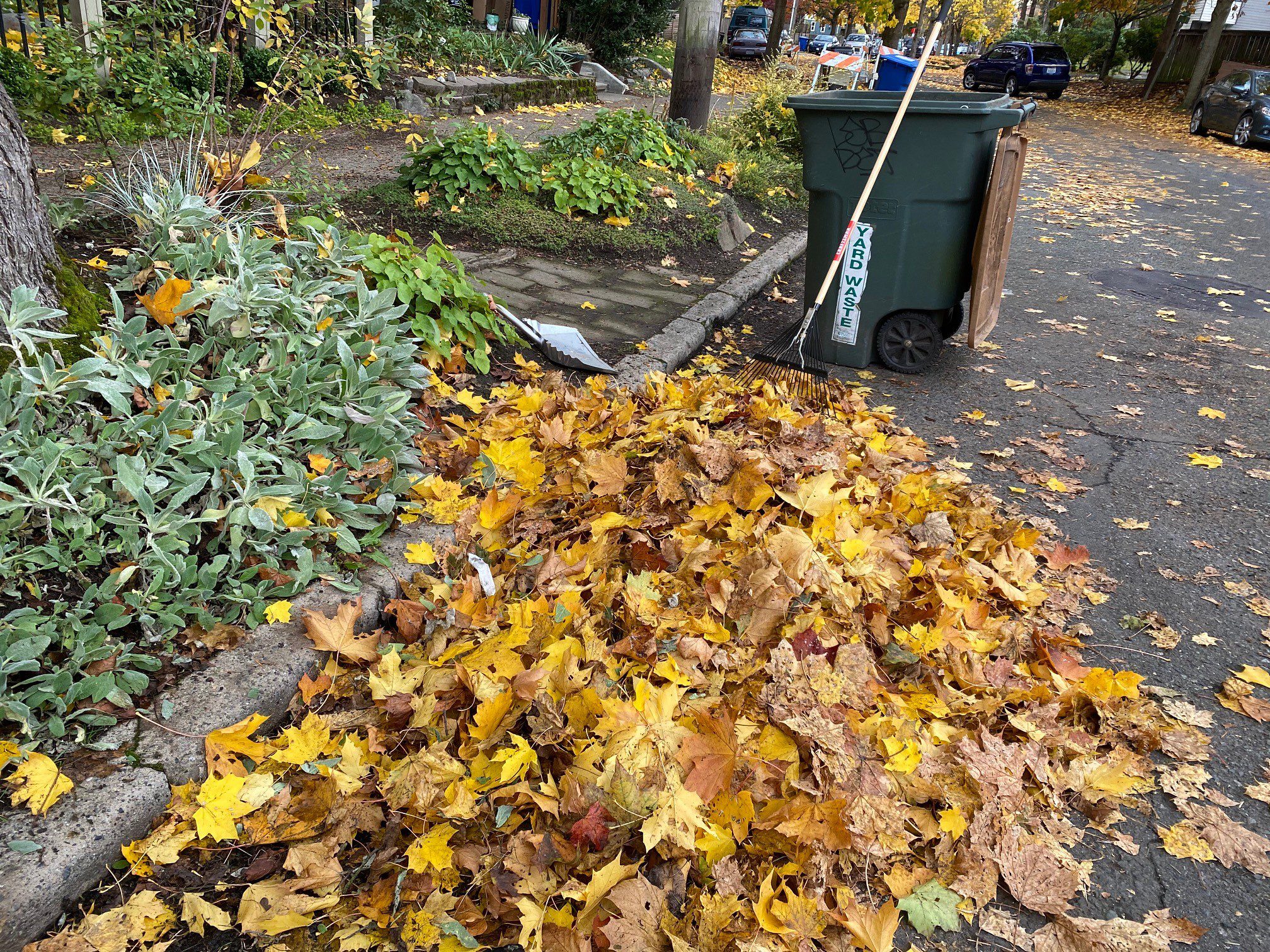 A pile of yellow leaves that have recently been raked up sit in the road by a sidewalk with a yard waste can and rake in the background.