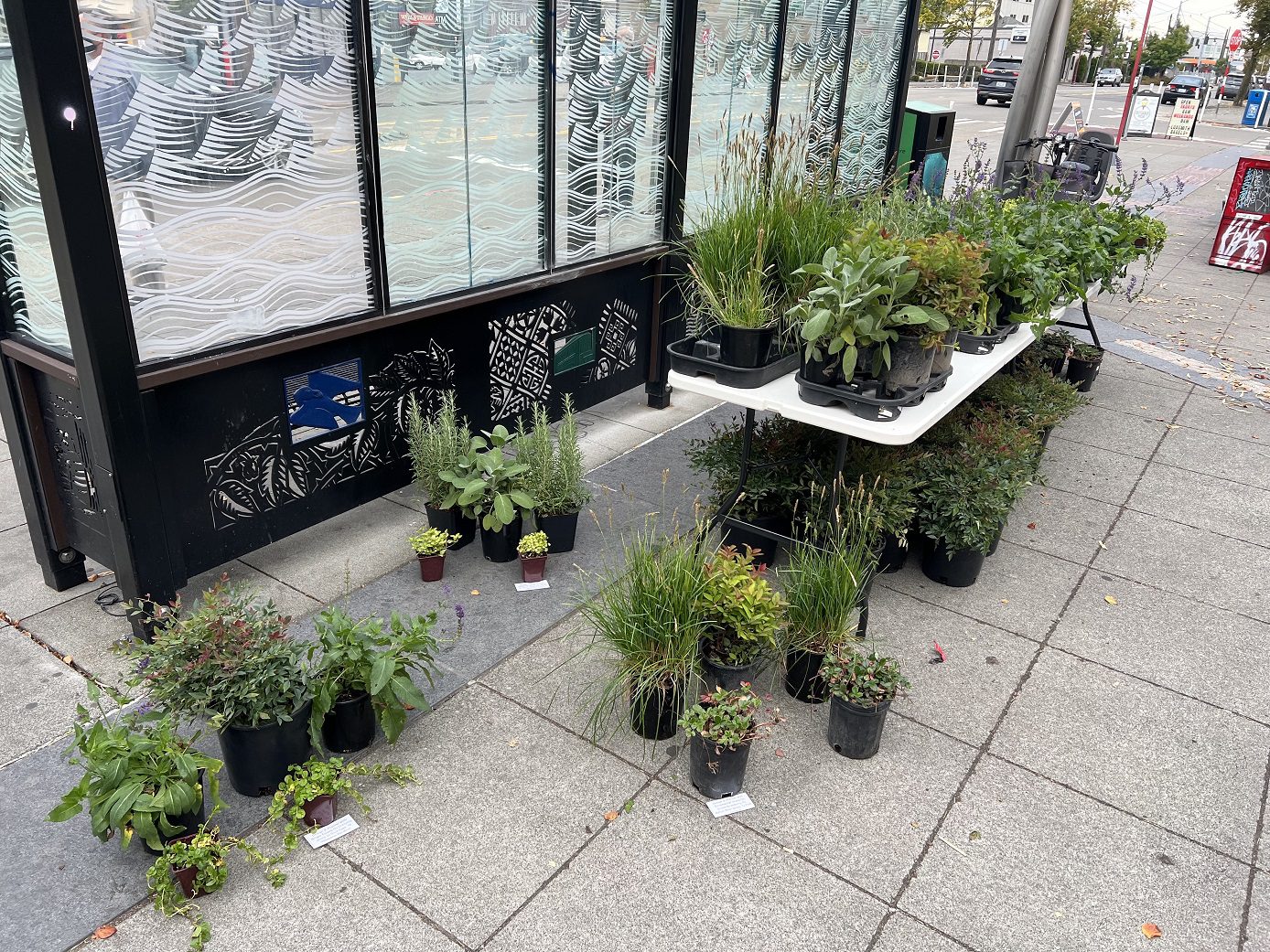 A wide variety of potted plants along a sidewalk near a bus stop.