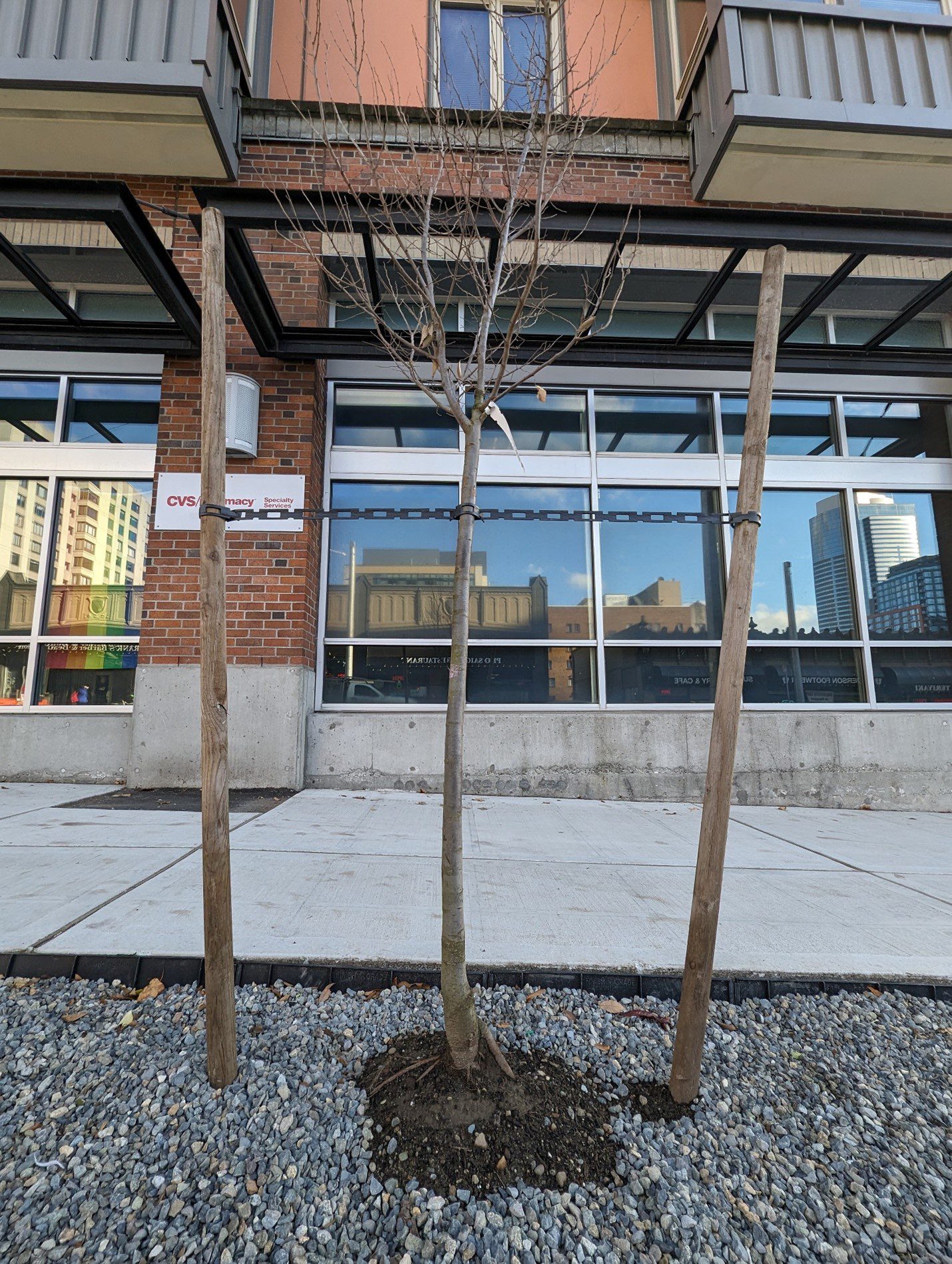 A newly planted tree stands in front of a sidewalk and a large building.