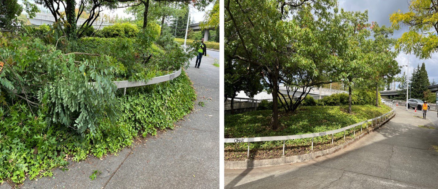 Two photos showing before and after work to clear overgrown vegetation. The vegetation is cleared and tidy in the right hand photo.