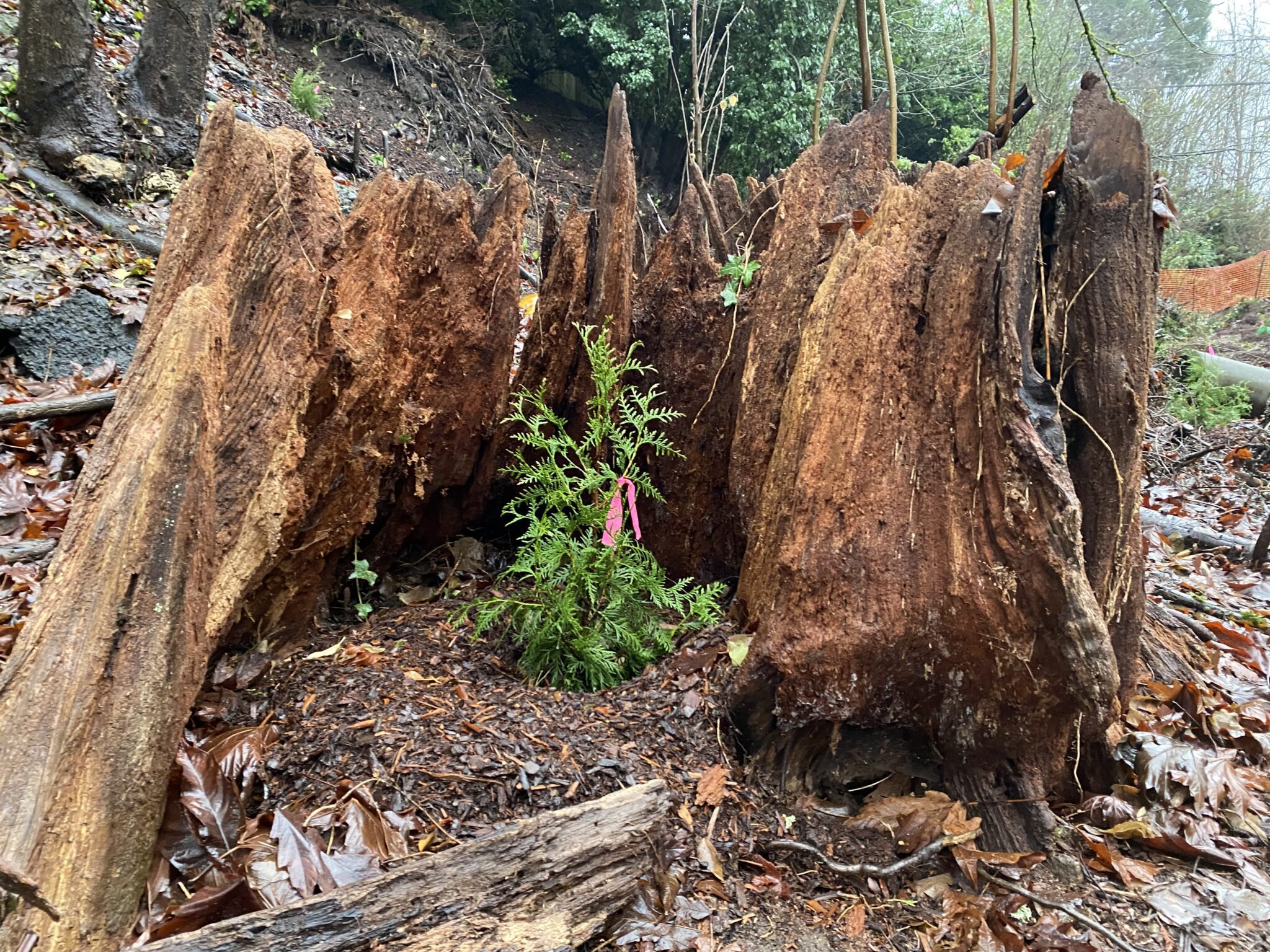 A vibrant green evergreen sapling grows within the hollow center of a massive, decaying reddish-brown tree stump. A bright pink ribbon is tied around a branch of the sapling, suggesting monitoring or planting. The ground is covered in leaves, pine needles, and wood chips. The background reveals a forest.