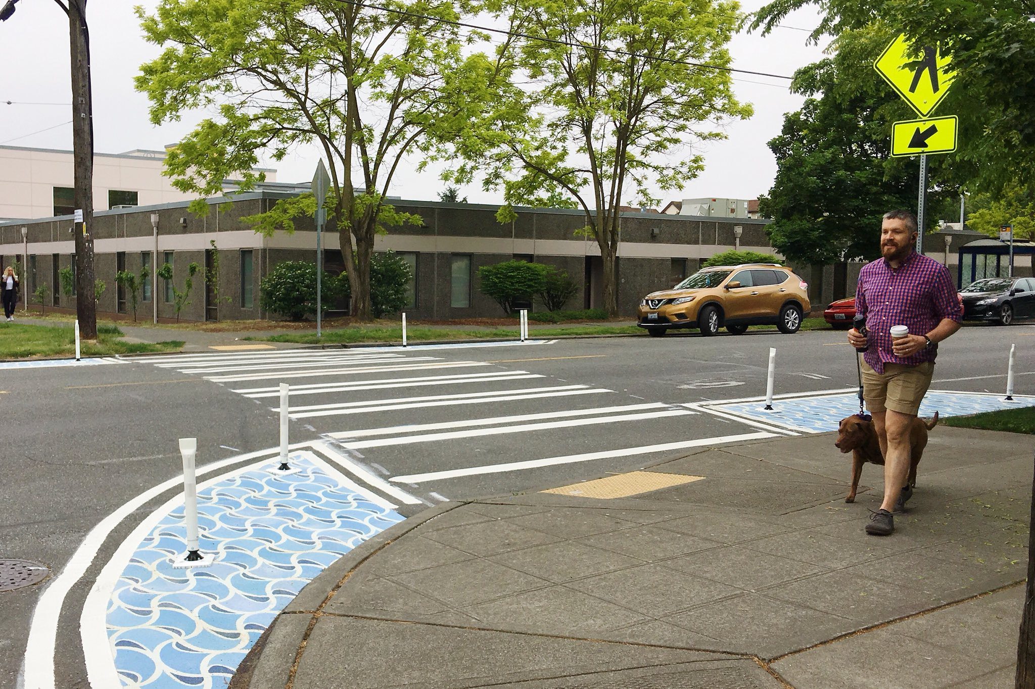 A person holding a coffee walks their dog along a sidewalk. A crosswalk, trees, a building, and parked cars are in the background.